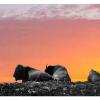 Bison at Sunset