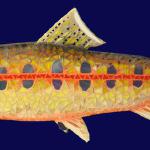 Golden Trout
36" Flat SOLD
$460